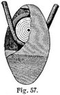 Fig. 57.
